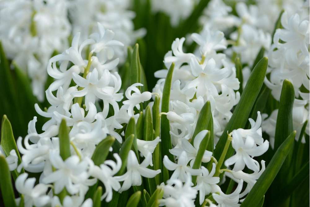 Hyacint 'Carnegie'